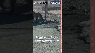 Bobcat spotted on the streets of Westerly, Rhode Island