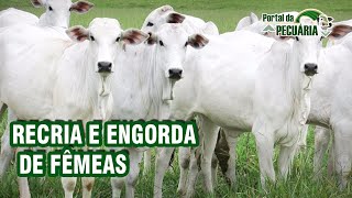 Recria e engorda de fêmeas.