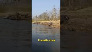 Crocodile Attack to Boat #shorts