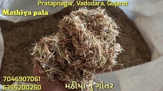 Bakro ke liye sukha chara | mathiye ka pala | Vadodara, Gujarat #goat #feed