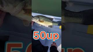 [バス釣り]おっきー野池で50up釣った🎣[プリスポーンバスGET]