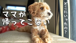 ママが帰ってこない・・・。帰りを待つ犬【出産後入院中】