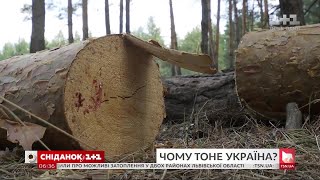 Велика вода: чи справді захід України тоне через вирубку лісів