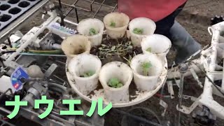 だだちゃ豆の畑に苗を植える【じござえもんチャンネル】