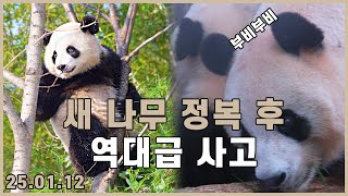 [4K] 첫 야외 나무 정복에 나선 루이바오! 그런데..? 루이바오 감동의 구출작전 🐼🌳” 辉宝 | 輝寶 | Hui Bao | 睿宝 | Rui Bao | 爬树的小熊猫 | 瑞宝营救