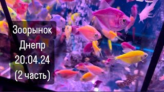 Зоорынок Днепр 20.04.2024 ( привокзальный, птичий рынок )  ( 2 часть)