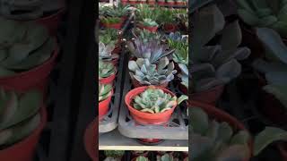 大溪花市多肉植物5盆100元2023.9.1最新進貨消息～ #多肉 #plants #succulent