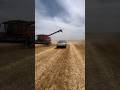 Ever wondered how much grain a cybertruck can hold? #farming #tesla #harvest #agriculture #tractor