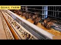 How Quail Farm Make Million Egg And Meat- Inside Modern Quail Farm & Processing Factory