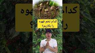 کدام تخم قهوه را بکاریم؟ ‎@Free_Gardener  #gardening #shortvideo #shorts