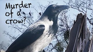 Murder of a crow? (Story 39)