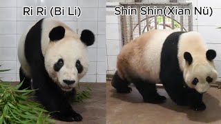 NEW UPDATE of Panda Ri Ri and Shin Shin #panda #riri #shinshin #pandalove #fyp #new #update