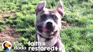 Foster Pittie Who Hid For Weeks Plays So Hard Now | The Dodo Faith = Restored