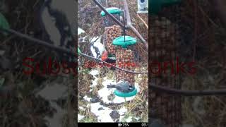 woodpecker slow motion pecking the nut feeder