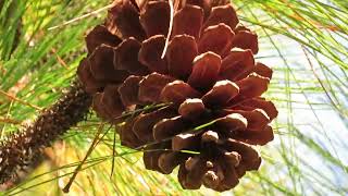 longleaf pine/Pinus palustris/大王松【daiou -matsu/ #pain