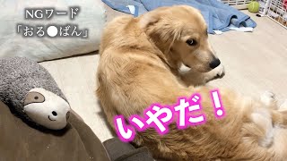 ある言葉で反抗的になるゴールデンレトリバー　GoldenRetriever なき