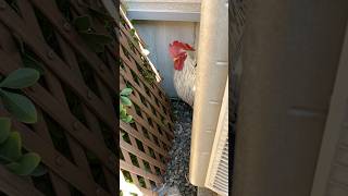 狭い隙間で楽しそうなにわとりRooster having fun in a small space#ニワトリ #チャボ #ペット #backyardchickens #癒し #funnyanimal