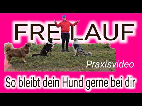 REGEL NUMMER 1 ‼️ SO BLEIBT DEIN HUND GERN BEI DIR FREILAUF ...