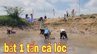 Tát Ao Bắt Hơn 1 Tấn Cá Lóc Quá Đông Vui # SĂN BẮT ĐỒNG THÁP #