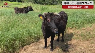 【速報】牛貸し出し害獣ブロック 飼料節減も、山形・小国