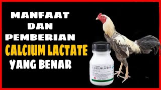 HARUS TAU MANFAAT DAN PEMBERIAN CALCIUM LACTATE YANG BENAR || AYAM LAGA #jamuayam #ayamthailand