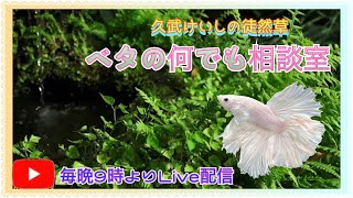 ベタの雑談と・・・！【2022年4月24日】ベタの何でも相談室