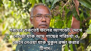 গরমের শুরুতেই ফলের আপডেট, দেখে নেওয়া যাক আম গাছের পরিচর্যা ও জেনে নেওয়া যাক মুকুল রক্ষা করার টিপস।