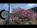 2024 03 18　道の駅　小田の郷　せせらぎの桜と白木蓮　〜愛媛県内子町〜