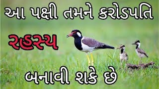 ટીટોડી કરોડપતિ બનાવી શકે છે | Red Wattled Lapwings Information | Gujarati Knowledge