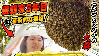 Capturing a swarm of Japanese honeybees hanging from a tree