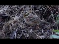 ムビる04603 カシラダカ kashiradaka rustic bunting