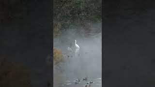 白い鳥(ダイサギ)-Great Egret