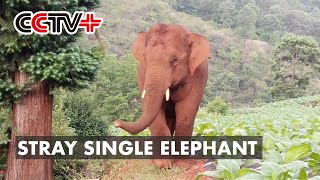 Stray Single Elephant Shows No Sign of Rejoining Migrating Herd in Southwest China