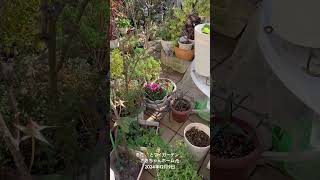 【HD動画】2024年12月9日  冬の花が咲いています。 #flowers #garden #癒し#自然 #naturelovers #薔薇は美しく散る #ばらの花 #rosegarden