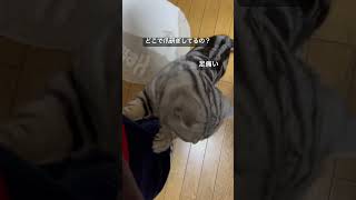 どこで爪研ぎしてるの？ジーンズ👖は爪研ぎにされちゃう😭#アメショ#アメリカンショートヘア#猫のいる暮らし#猫のいる生活#猫の日常#cat#cats