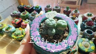 25.02.24🌱🪴라꾸화분과 코노의 만남~👏👏😀😀