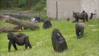 Big happy gorilla family @Burgers' Zoo 30 July 2014