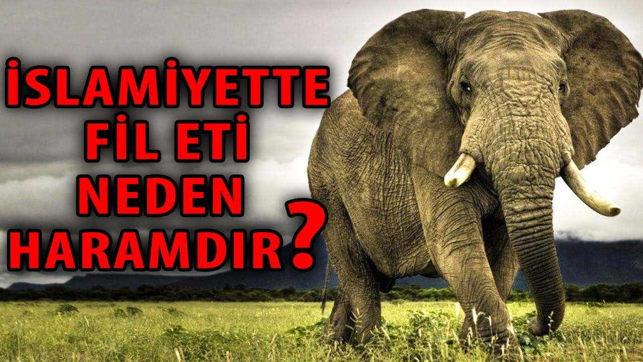 İslamiyette Fil Eti Neden Haramdır? Eti Yenmeyen Hayvan... - YouTube