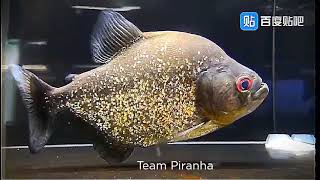 The most beautiful Black Piranha (Serrasalmus rhombeus)