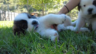 Les chiots d'Edène sont arrivés à Barryland !