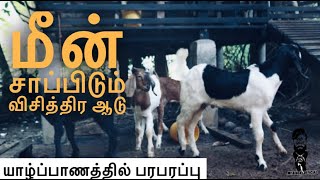 யாழ்ப்பாணத்தில் பரபரப்பு | மீன் சாப்பிடும் விசித்திர ஆடு 🐐 🐟