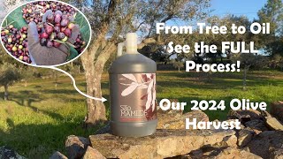 First Olive Harvest \u0026 Oil Processing in our Alentejo Homestead - Portugal