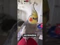 The most beautiful birb there ever was. #cockatiel #leovaldezthecockatiel #parrot #percyjackson