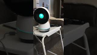 Jibo twerks!