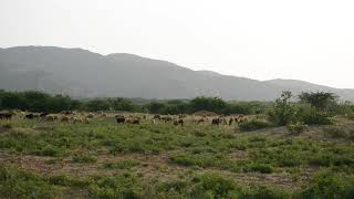 Epicentre of Earthquake 2001 - Lodai , Great Rann of Kutch!