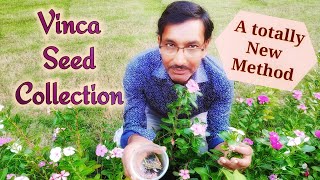 New Method of Seed Collection of Vinca / Periwinkle