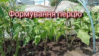 Безкінечні помідори розсадою  весь сезон  .Це тільки в мене може бути таке