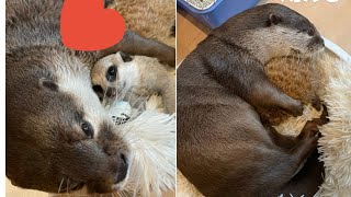 Otter's Love For Meerkat is So Beautiful🥰 Not Letting Him Go 🤣~Otter Melonpan| Cute Otter #shorts