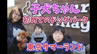 トイプードルの子犬ちゃん！初めて他の犬と触れ合う in東京サマーランド