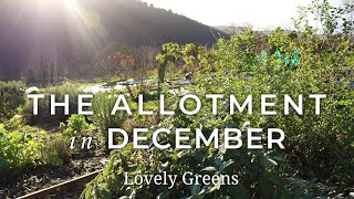 The Allotment in December